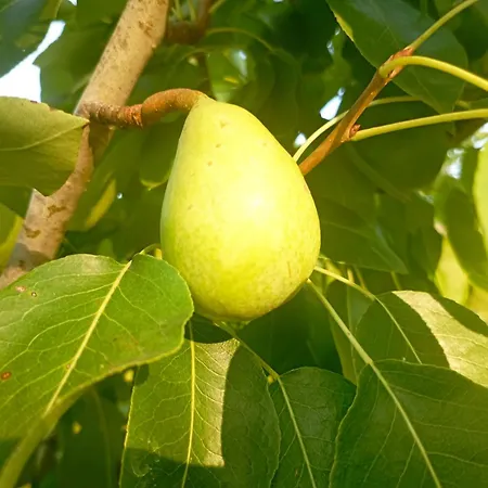 Sa Stella E Monti * Marrùbiu